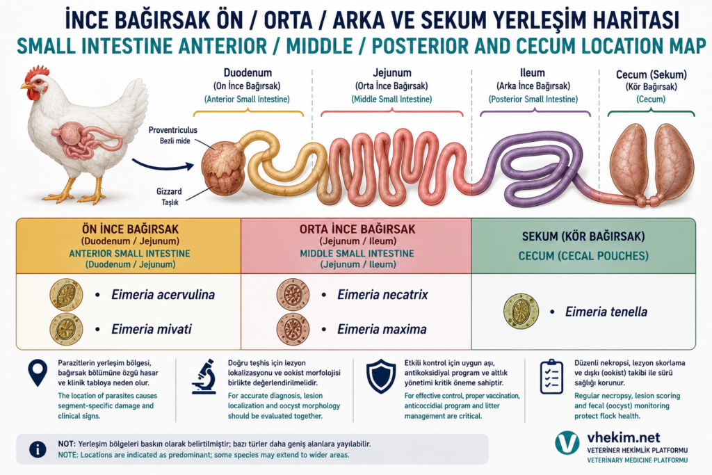 eimeria yerleşim haritası